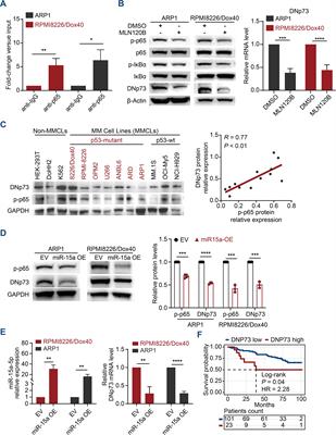 DNp73 enhances tumor progression and immune evasion in multiple myeloma by targeting the MYC and MYCN pathways